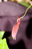 Restrepia guttulata