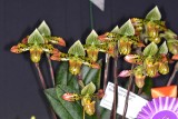 Phal. Venustum Bloomin Fool