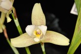 Lycaste Ryan Thomas Coyne Faberge (Leo x Diana Burritt)