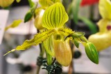 Paph. Prim-n-Proper Lady AM/AOS (praestans x primulium)