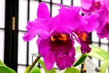 C. Okorche Dark Thunder (Matte Shave x Tilme Life)