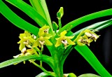 Vanda cristata