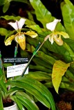 Paph. Spicerianum (#2 x Stone Lovely C. H. #4