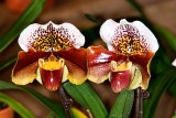 Paph. Winston Churchill Indomitable