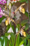 Paph. St. Swithin