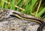 Garter Snake