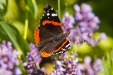 Red Admiral