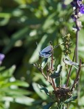 Eastern Tailed Blue