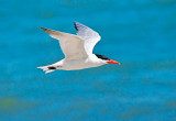 Caspian Tern