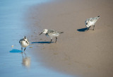 Sanderling