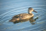 TEAL, BLUE-WINGED