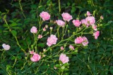 The Fairy Polyantha Rose