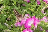 White-Lined Sphnix Moth