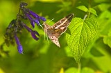 White-Lined Sphnix Moth