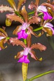 Cattleya guttata var. grandiflora x bicolor var. alba