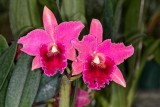 Cattleya Memoria Harriet George Calvin