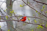 Tanager, Scarlet