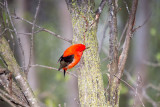 Tanager, Scarlet