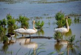 Trumpeter Swan