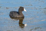 American Coot