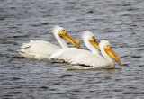 Pelican, White