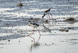 Stilt, Black-Necked