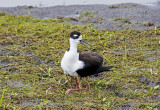 Black-Necked Stilt and Chicks