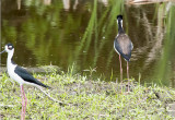 Black-Necked Stilt