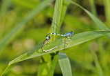 Familiar Bluet