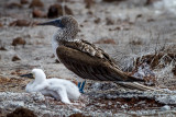 Blue Footed Booby and Chick