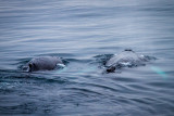 Humpback Whales