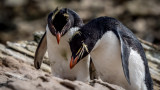 Rockhopper Penguins