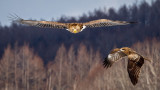 International Crane Center