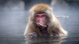 Snow Monkeys, Day 2