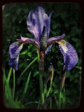 Iris....