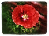 Red poppy...