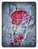 Grungy red rose...