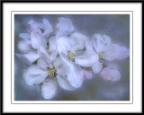 Dreamy Apple Blossoms....