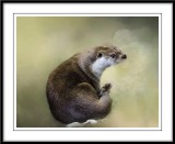 Cute Otter....