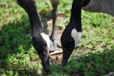 Sharing