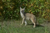 Coyote (Juvenile)