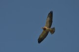 Swainsons Hawk