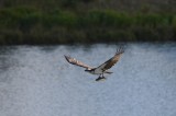 Osprey & R.B__Trout