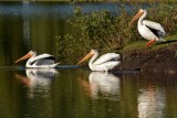 Am. White Pelicans