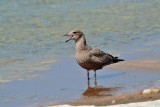 Ring-billed Gull (J)  