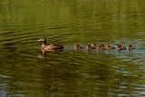 Scaup Family