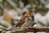 Harriss Sparrow