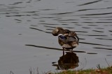 waterfowl_no_2
