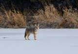 Coyote: