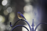 Eastern Bluebird, Male